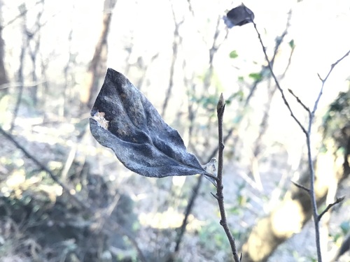 Diospyros rhombifolia, photograph 3