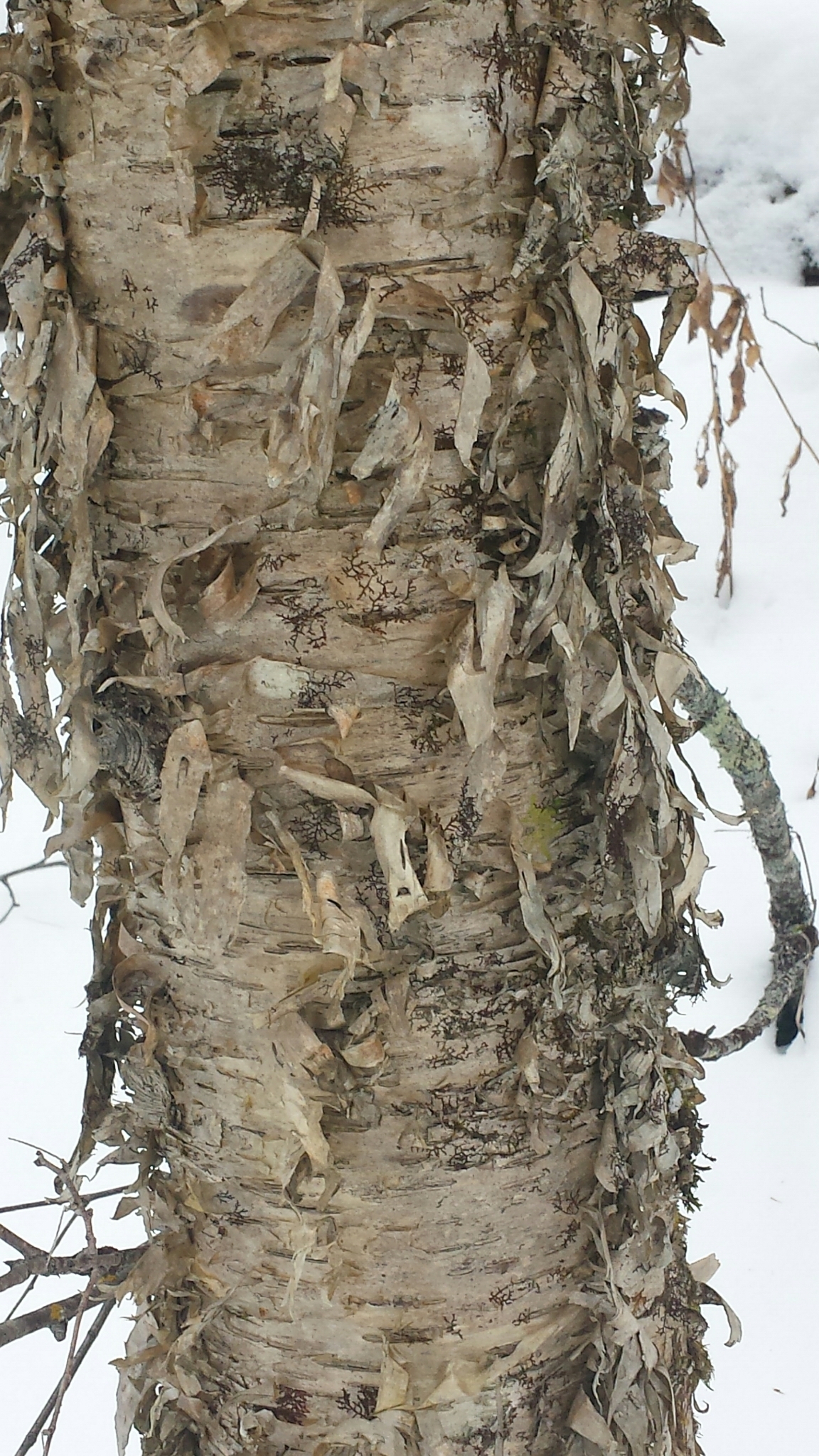 Yellow Birch