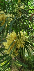 Acacia uncifolia