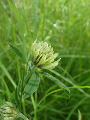 Trifolium ochroleucon