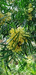 Acacia uncifolia