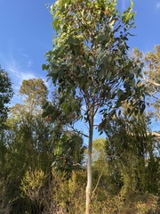 Eucalyptus rudis