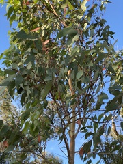 Eucalyptus rudis