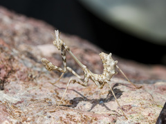 Empusa pennicornis