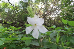 Mandevilla laxa