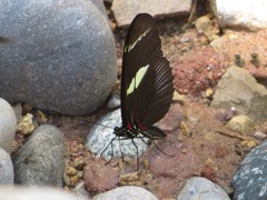 Heliconius wallacei