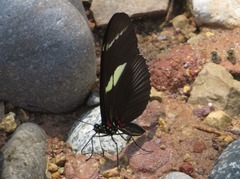 Heliconius wallacei