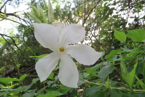 Image of Mandevilla laxa by (c) Agustín Zarco, some rights reserved (CC BY)