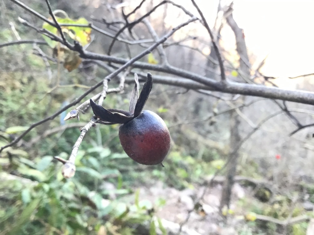 Diospyros rhombifolia; photograph (c) 王天明, some rights reserved (CC BY)