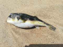 Amblyrhynchote honckenii