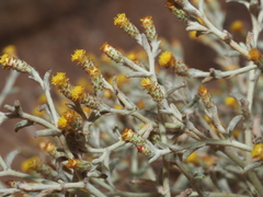 Helichrysum cylindriflorum