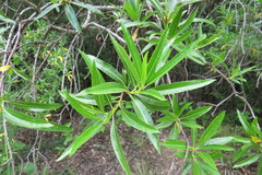 Kageneckia lanceolata