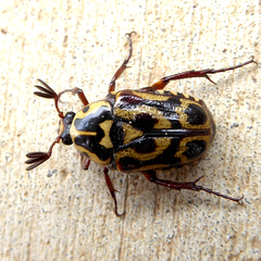 Lyraphora obliquata