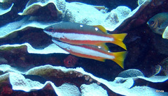 Lutjanus biguttatus