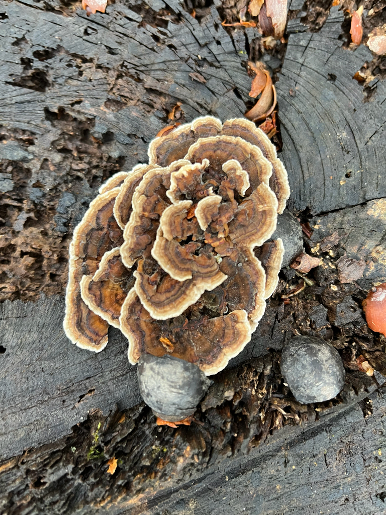 Trametes · December 2025 · photo: © joeylikesbirds (iNaturalist, cc-by)