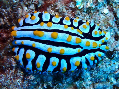 Phyllidia varicosa