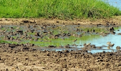 Charadrius pecuarius