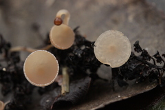 Ciboria amentacea