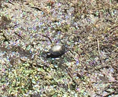 Kinosterninae