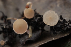Ciboria amentacea