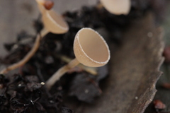 Ciboria amentacea