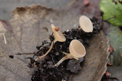 Ciboria amentacea