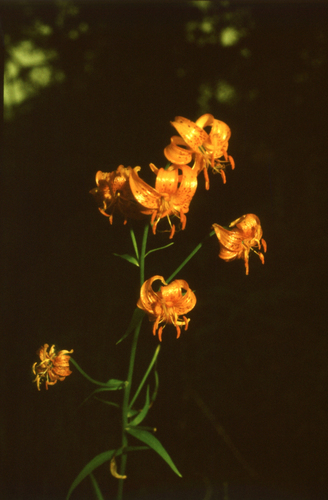 Lilium debile, photograph 5
