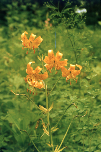 Lilium debile, photograph 4
