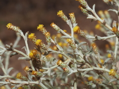 Helichrysum cylindriflorum