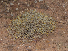 Helichrysum cylindriflorum