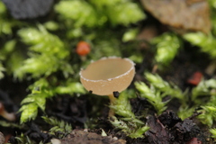 Ciboria amentacea