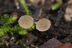 Ciboria amentacea