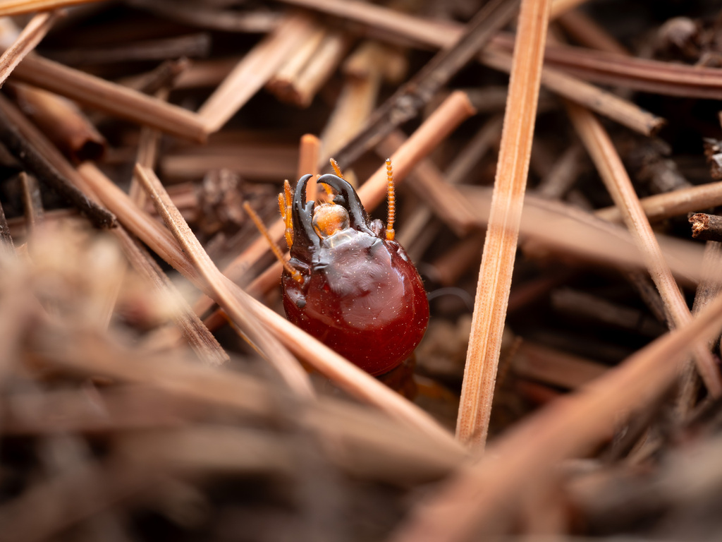 Southern Harvester Termite