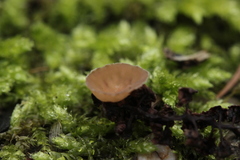 Ciboria amentacea