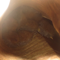 Thyroptera discifera
