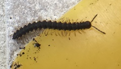 Chondromorpha xanthotricha