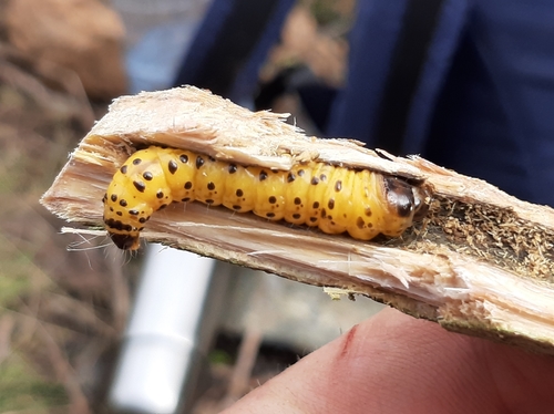 Wood Leopard Moth, photo 3 of 9
