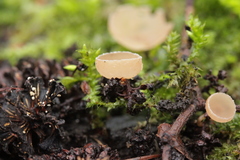 Ciboria amentacea
