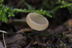 Ciboria amentacea