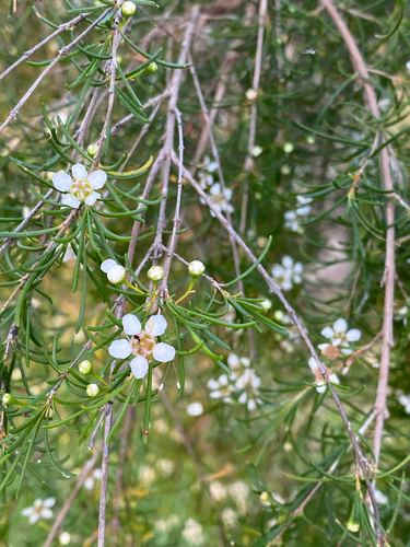 River-bank Astartea (Astartea leptophylla)