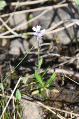 Silene involucrata