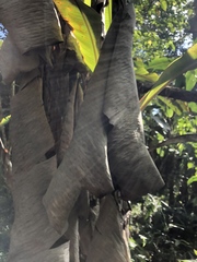 Thyroptera discifera