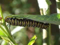 Danaus plexippus