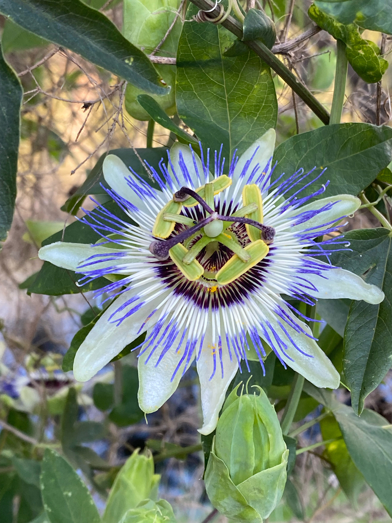 Passiflora filamentosa