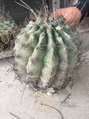 Echinocactus