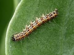 Utetheisa elata