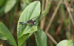 Leucorrhinia caudalis