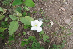 Nierembergia rigida