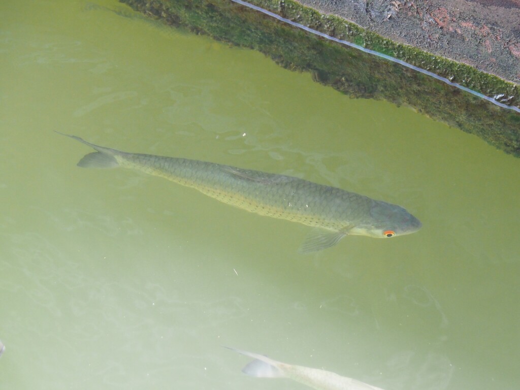 Barbel chub (Squaliobarbus curriculus) — Cyprinidae