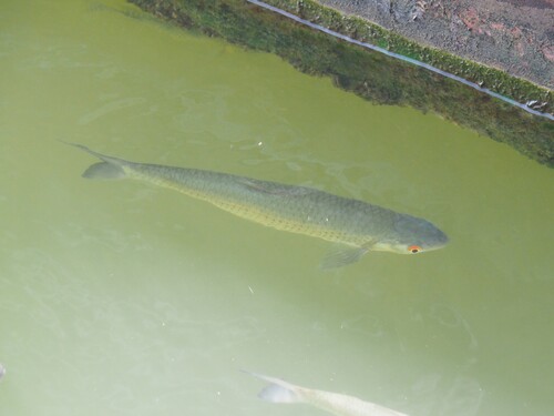 Barbel chub (Squaliobarbus curriculus) — Cyprinidae
